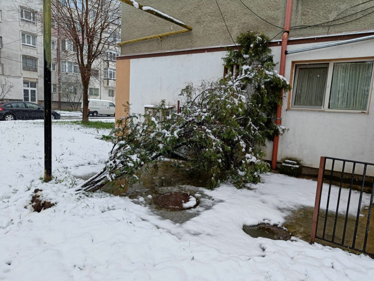 FOTO: Copaci doborâți la pământ în Sibiu din cauza zăpezii - Unul a căzut pe o mașină, altul pe o țeavă de gaz