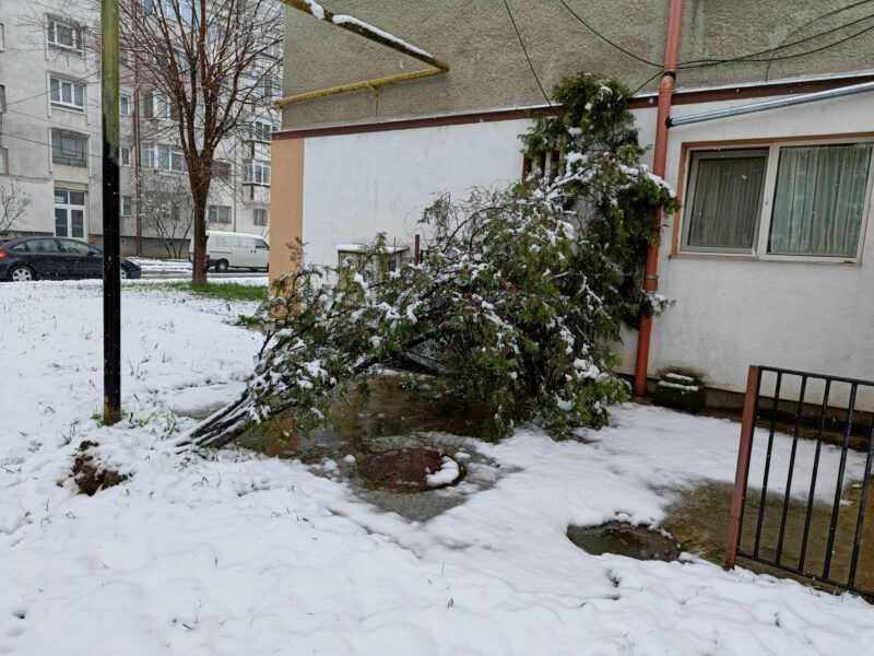 foto: copaci doborâți la pământ în sibiu din cauza zăpezii - unul a căzut pe o mașină, altul pe o țeavă de gaz