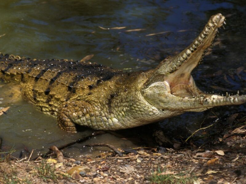 bărbat atacat de un crocodil - a supraviețuit după ce i-a băgat degetele în ochi