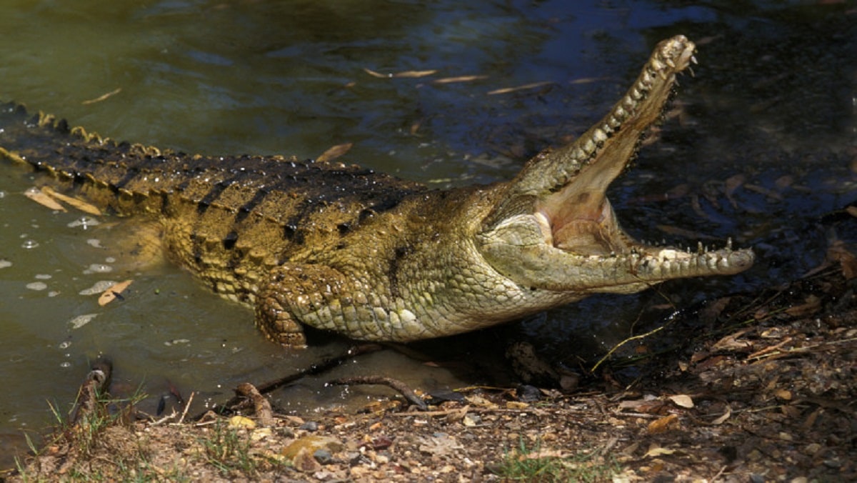 bărbat atacat de un crocodil - a supraviețuit după ce i-a băgat degetele în ochi