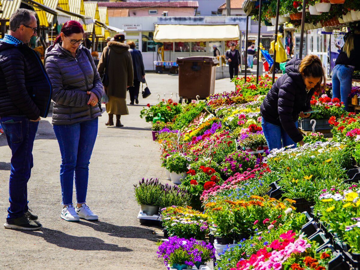 foto mii de flori, pe tarabele din piața cibin - hortensiile, mai scumpe decât anul trecut