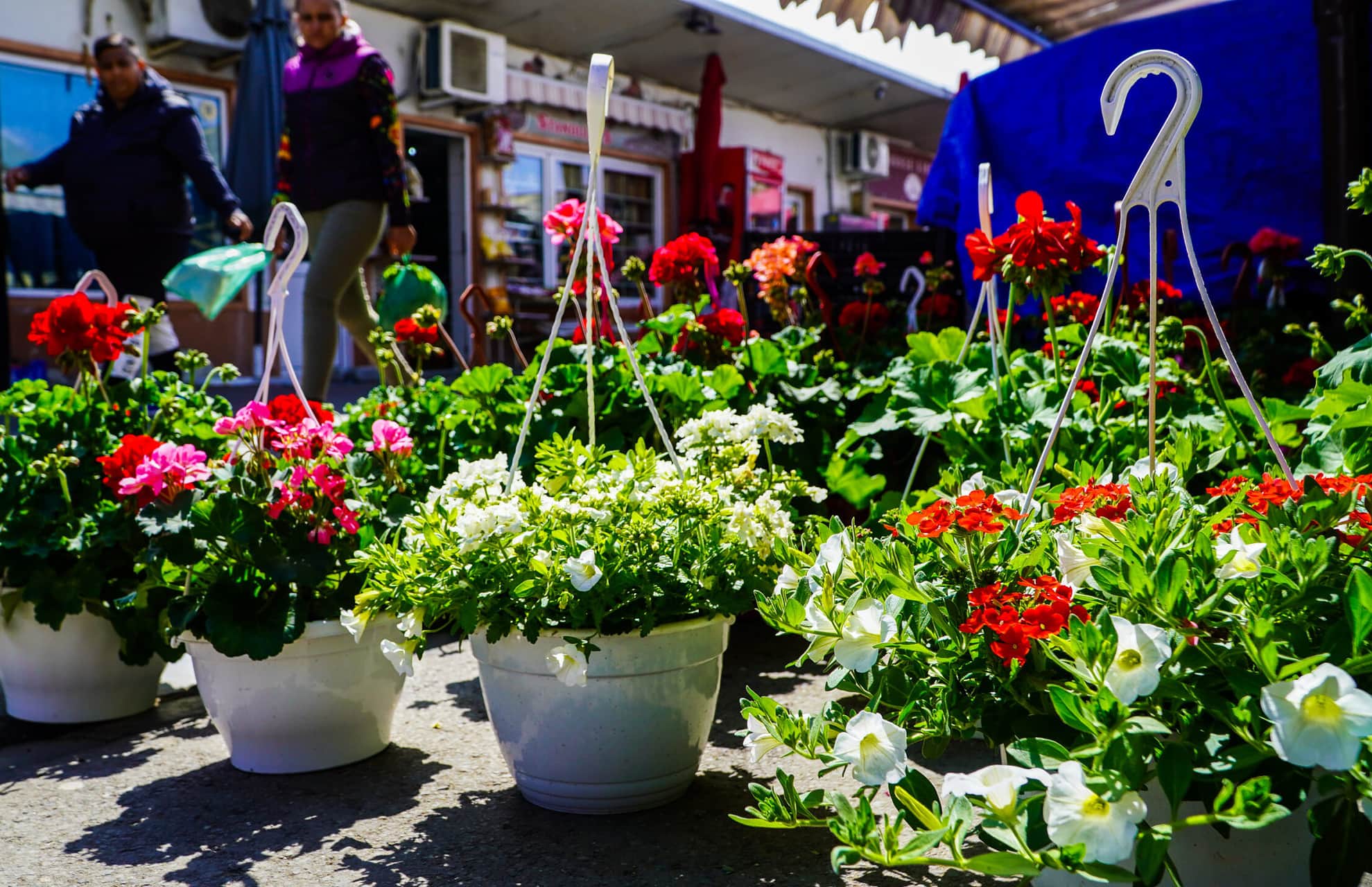 foto mii de flori, pe tarabele din piața cibin - hortensiile, mai scumpe decât anul trecut
