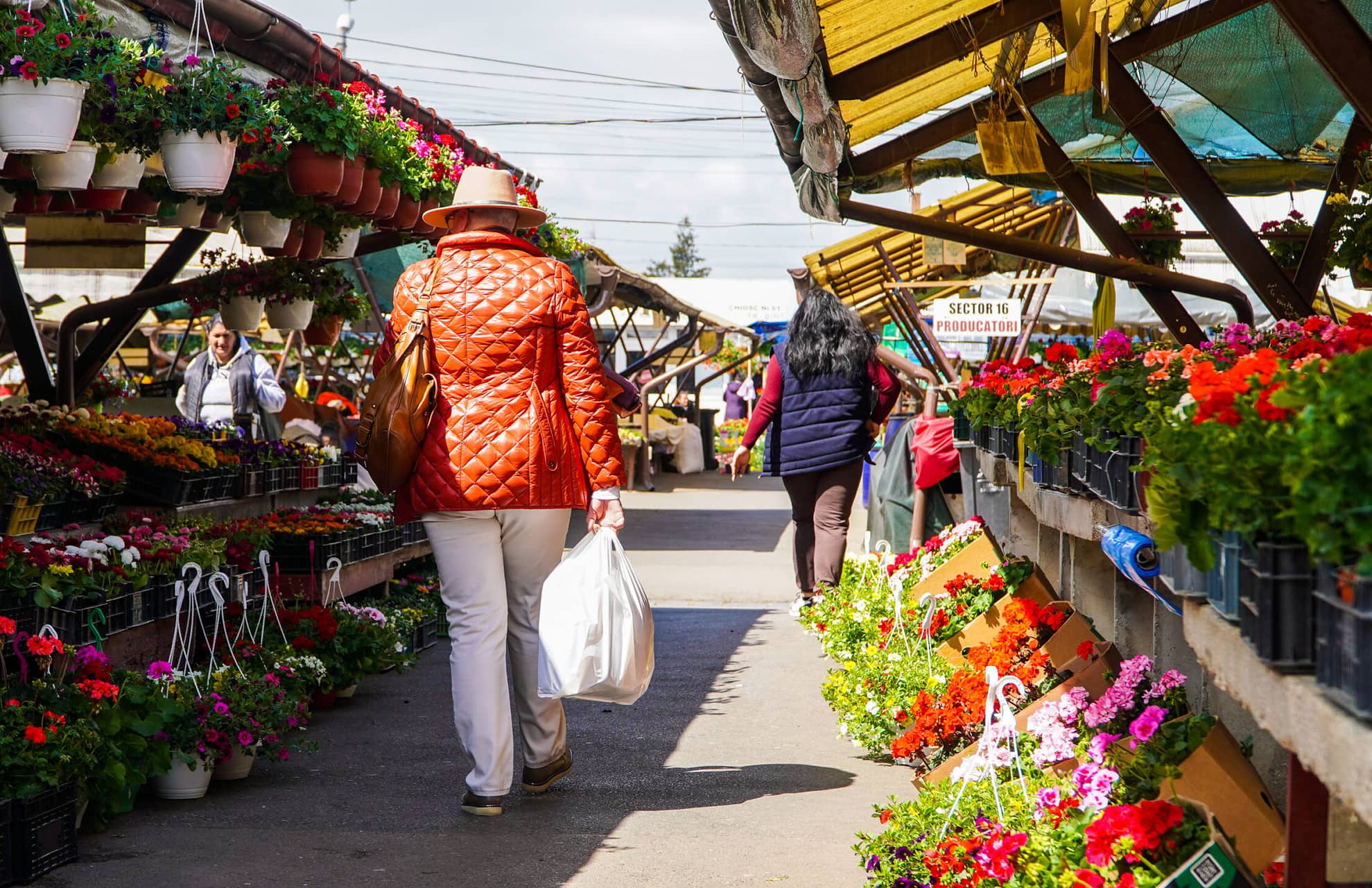 foto mii de flori, pe tarabele din piața cibin - hortensiile, mai scumpe decât anul trecut