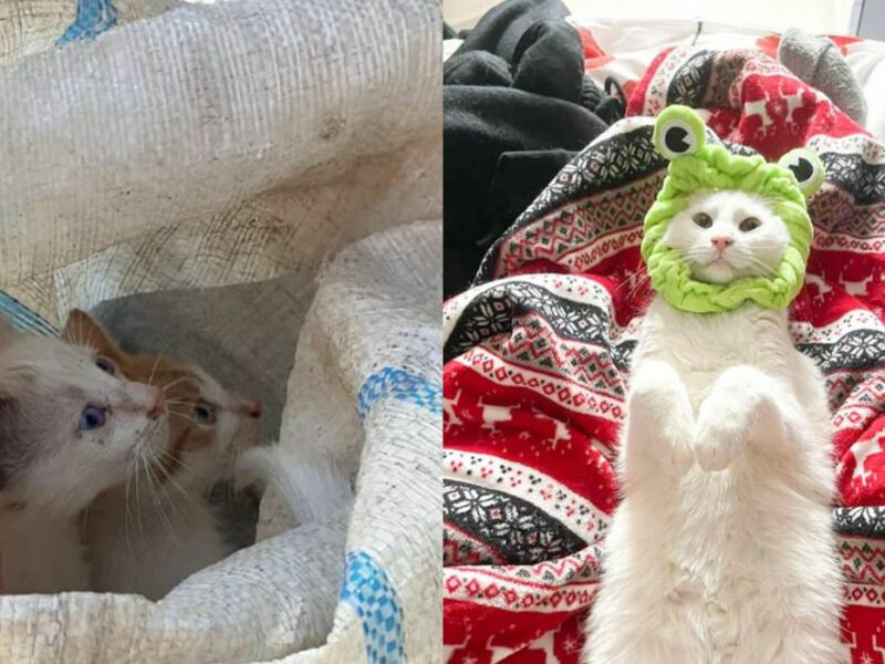 povestea pisicilor aruncate într-un sac la gunoi, în sibiu - au fost adoptate de o familie din canada