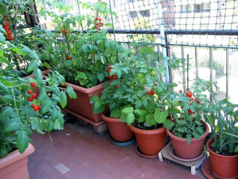 roșiile perfecte pentru a fi plantate pe balcon - soiul reyana se dezvoltă cu ușurință în pământ puțin