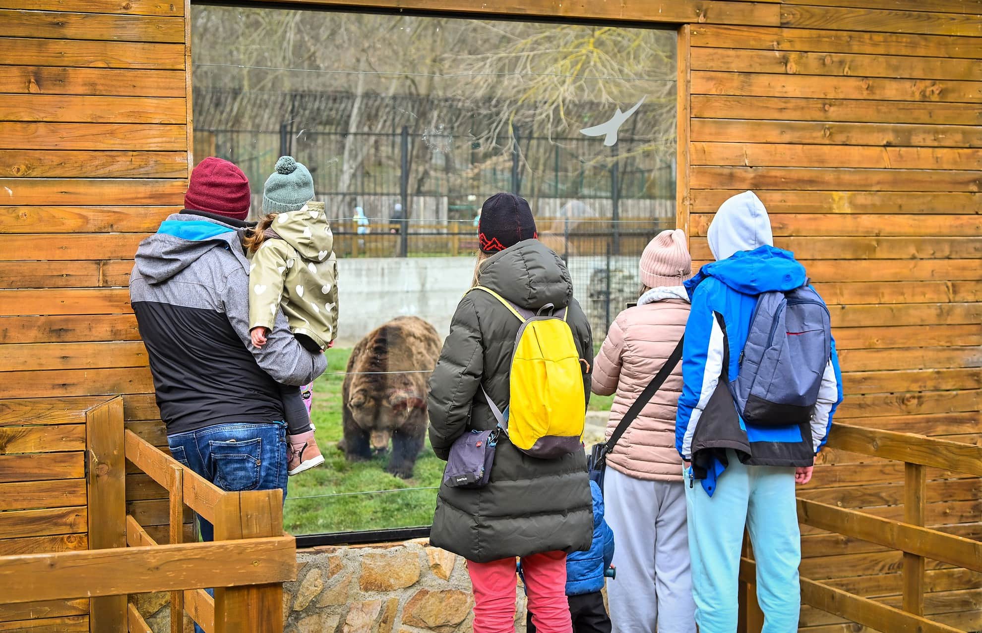 locatari noi la zoo - trei pui de muflon și un vițeluș s-au născut la sibiu