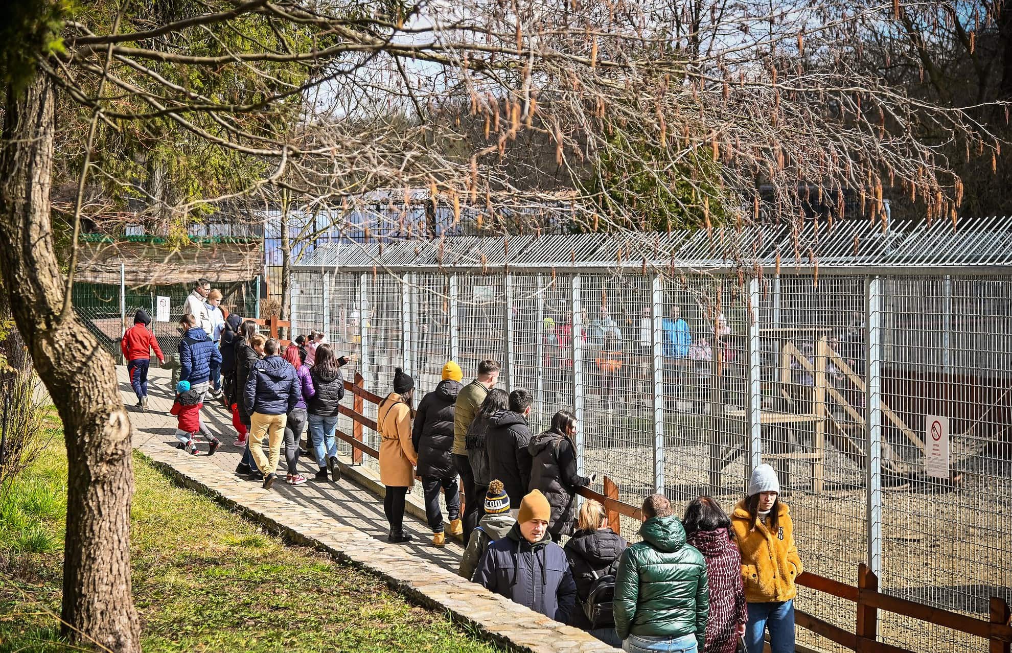 locatari noi la zoo - trei pui de muflon și un vițeluș s-au născut la sibiu