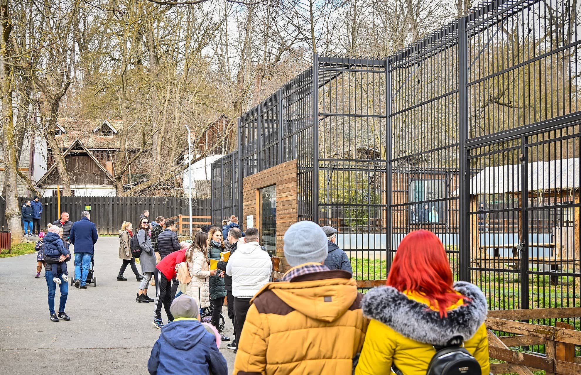 locatari noi la zoo - trei pui de muflon și un vițeluș s-au născut la sibiu