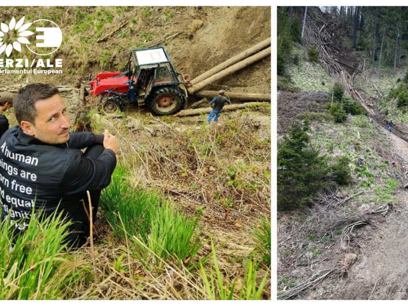 nicu ștefănuță, după inspecția parlamentului european în pădurile din românia: “furtul de lemn din românia este semnificativ!” (c.p)