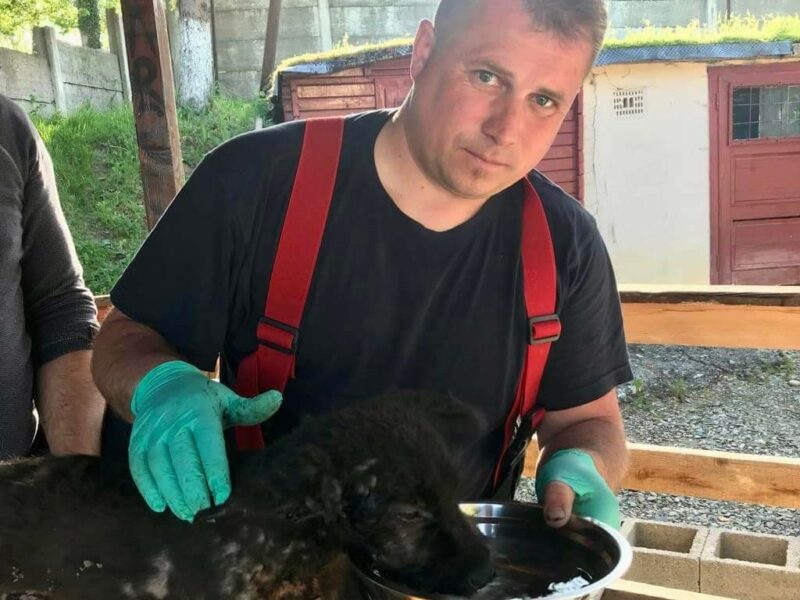 cățel salvat de pompierii sibieni dintr-o groapă cu bitum - a primit numele "smoală"