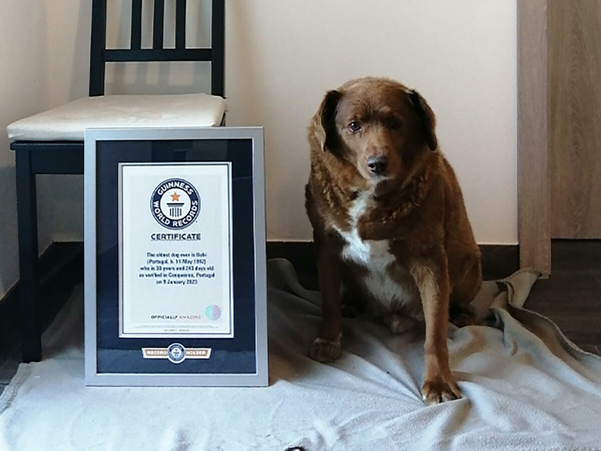 video bobi a intrat în cartea recordurilor - este cel mai bătrân câine din lume