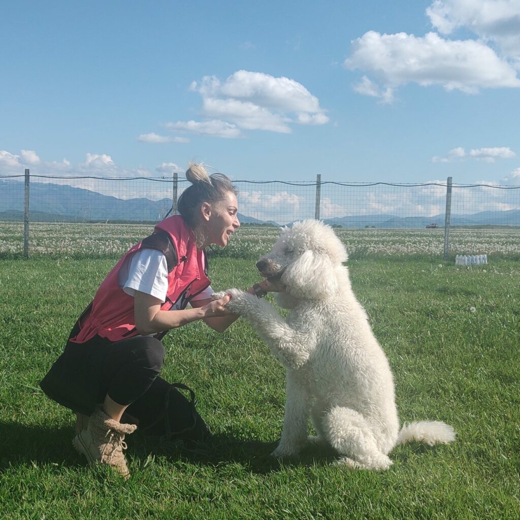 oportunitate pentru proprietarii de câini - „adulmecătorii” oferă cursuri gratuite de dresaj în sibiu