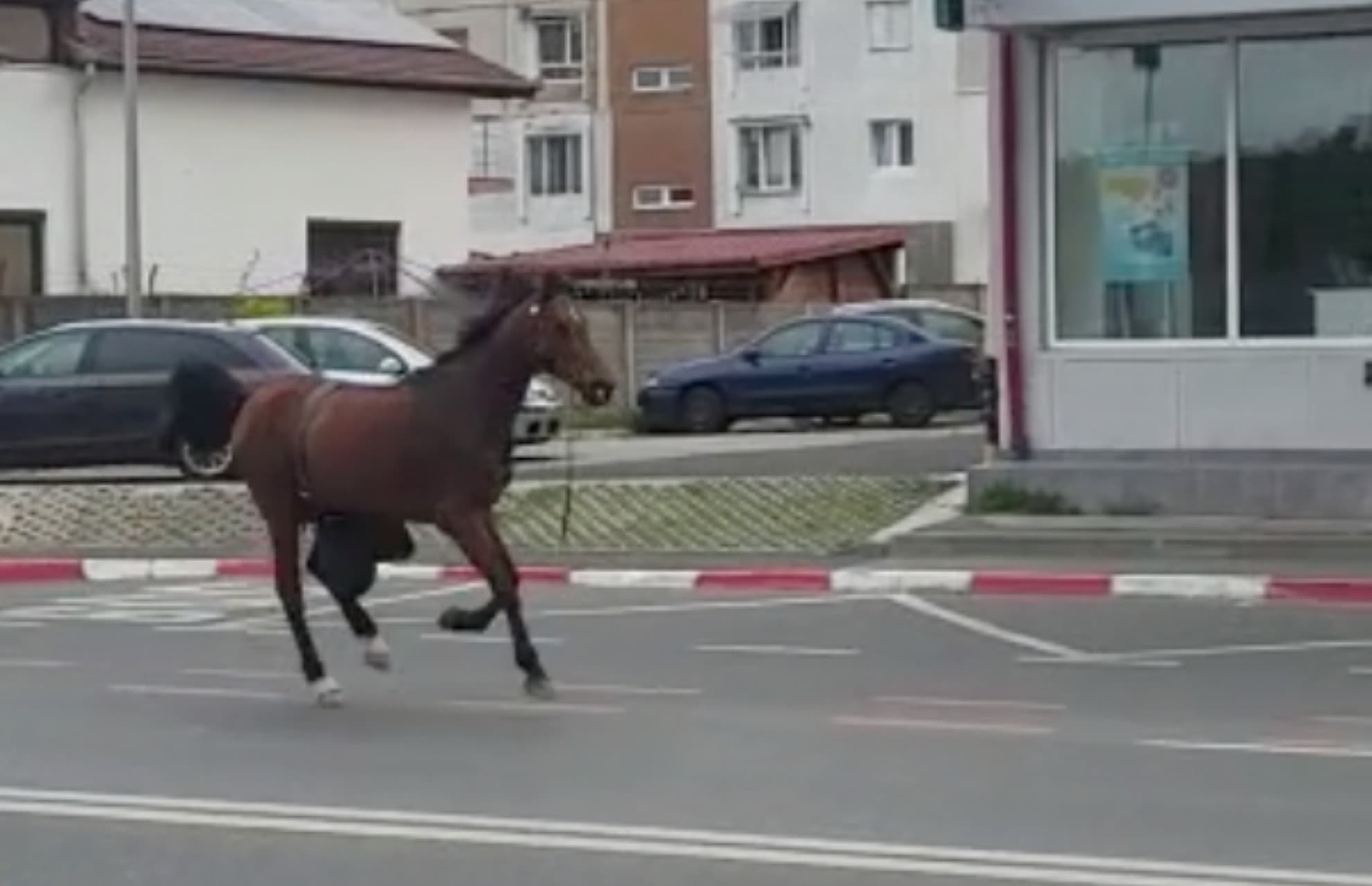 video: cal liber în terezian - animalul speriat fuge pe șosea, pe lângă mașini