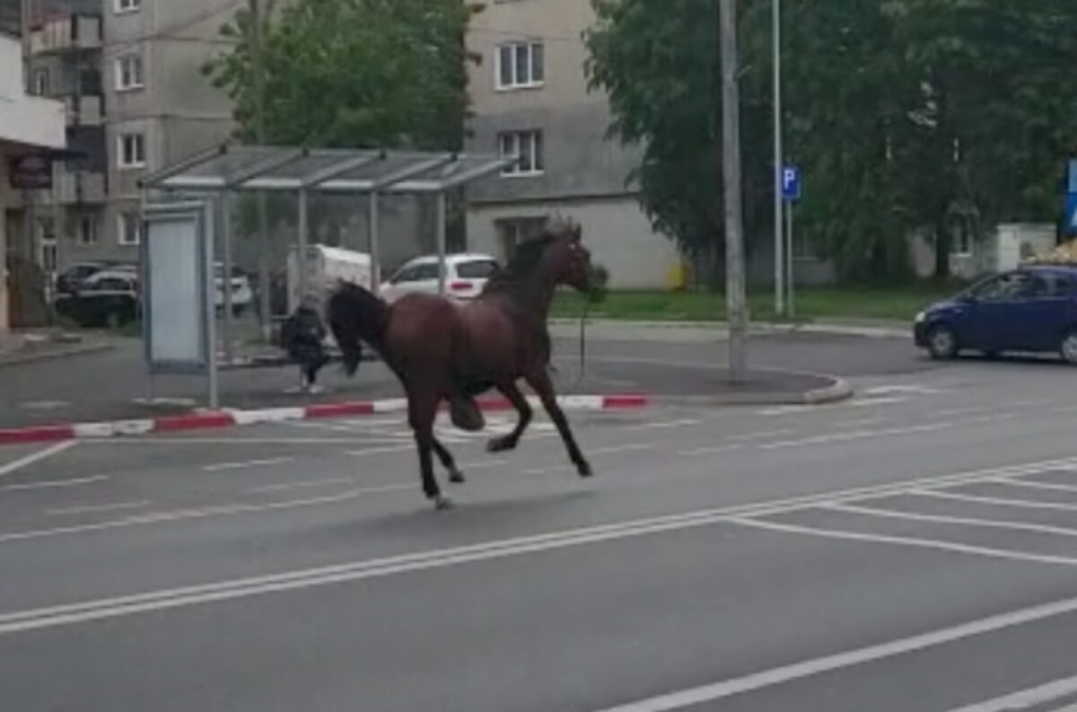video: cal liber în terezian - animalul speriat fuge pe șosea, pe lângă mașini