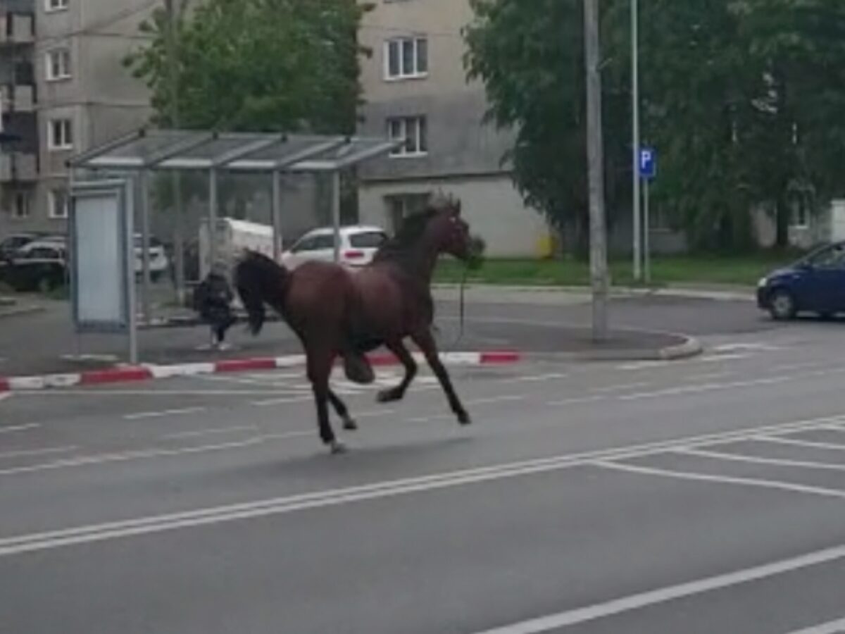 video: cal liber în terezian - animalul speriat fuge pe șosea, pe lângă mașini