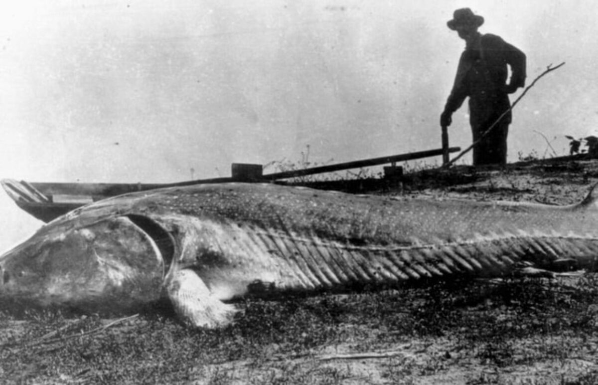 cel mai mare pește prins vreodată în romania - un sturion de aproape o tonă