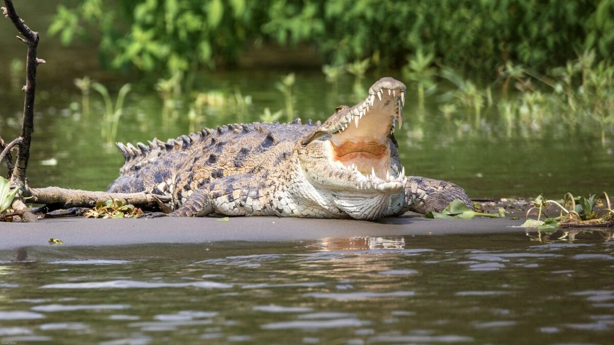 cadavrul unui bărbat dispărut în timp ce pescuia, găsit într-un crocodil