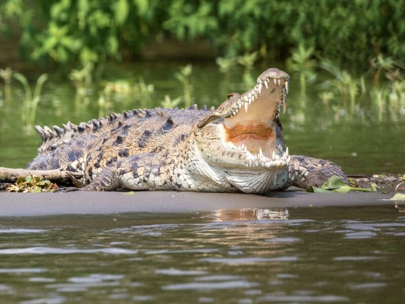cadavrul unui bărbat dispărut în timp ce pescuia, găsit într-un crocodil