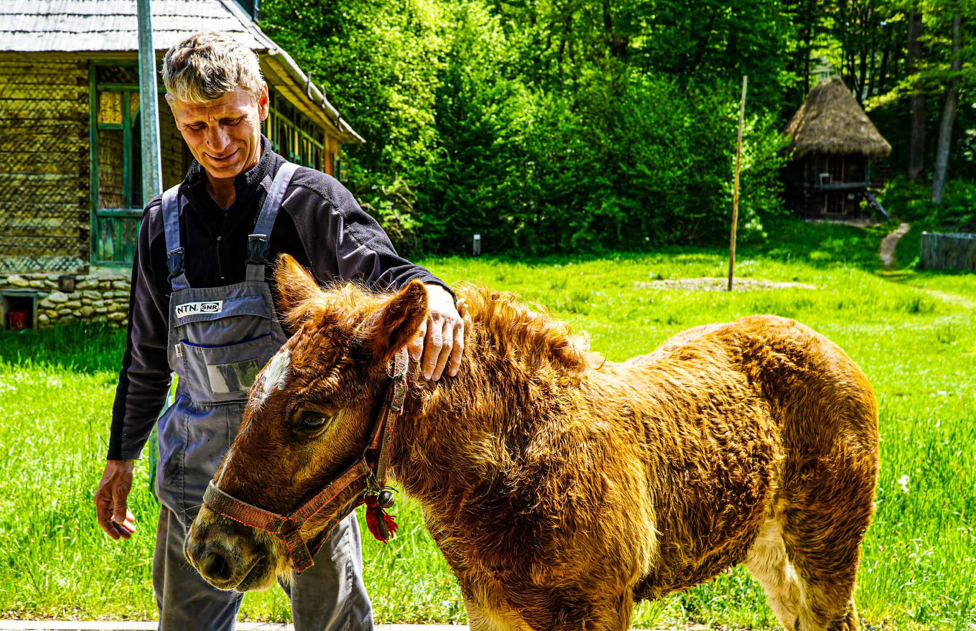 FOTO VIDEO Povestea omului care a pus pe picioare Ferma Animalelor – Nicolae este singurul locuitor din Muzeul în Aer Liber