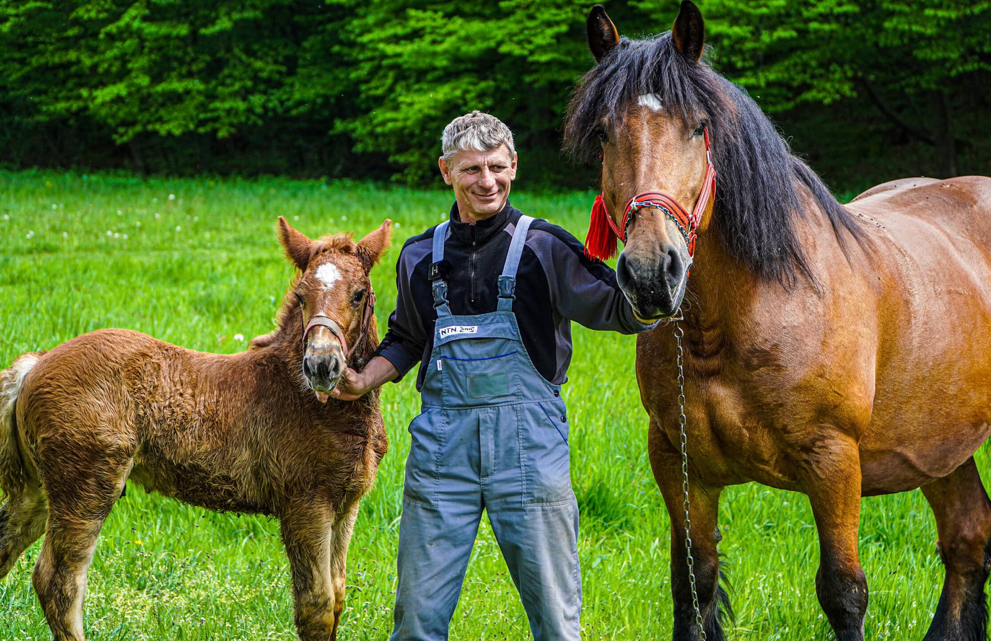 FOTO VIDEO Povestea omului care a pus pe picioare Ferma Animalelor – Nicolae este singurul locuitor din Muzeul în Aer Liber