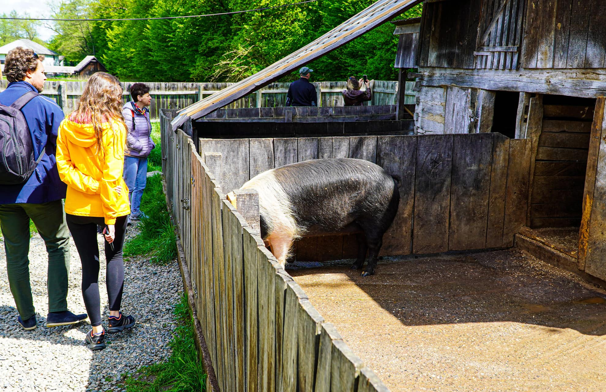 FOTO VIDEO Povestea omului care a pus pe picioare Ferma Animalelor – Nicolae este singurul locuitor din Muzeul în Aer Liber