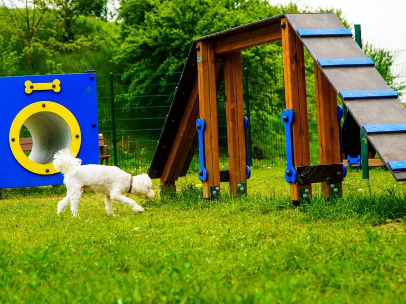 întâlnire de urgență a proprietarilor de câini din sibiu - cer montarea de camere de supraveghere în locurile de joacă pentru animalele de companie
