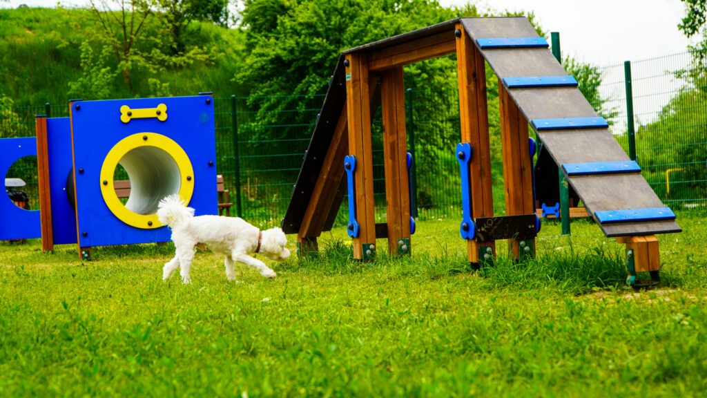 reportaj - locurile de joacă pentru câini din sibiu, prea mici - „am așteptat din iarnă să se deschidă” 