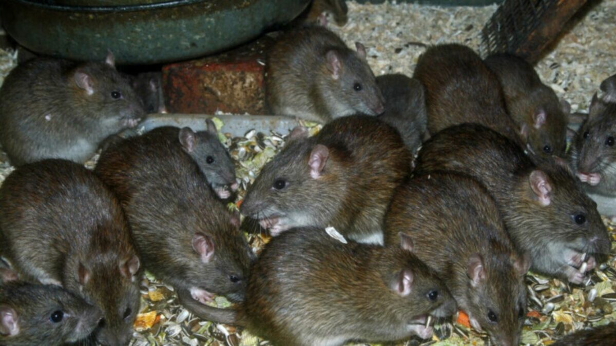 un oraș din românia este invadat de șobolani - soluția găsită de autorități