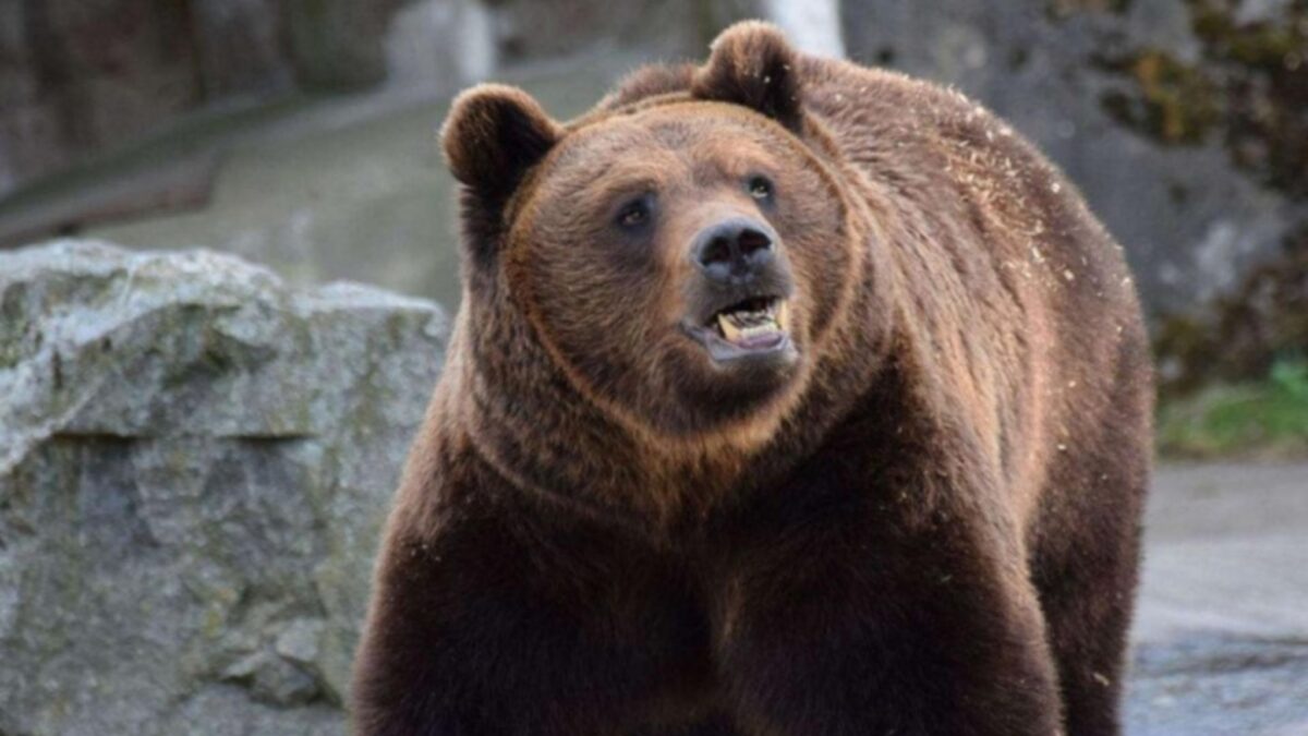 urs văzut în cartierul ștrand din sibiu - jandarmeria: „a fost verificată zona, dar nu a fost găsit”