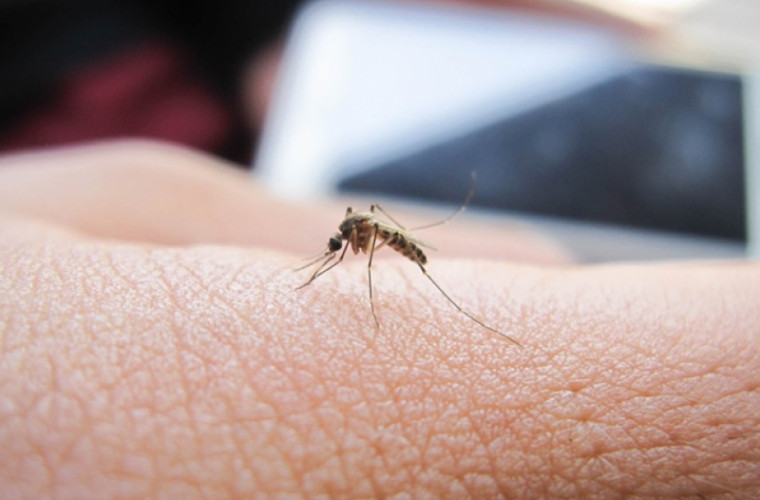 dezinsecție de țânțari în sibiu din 17 în 22 iulie 2023