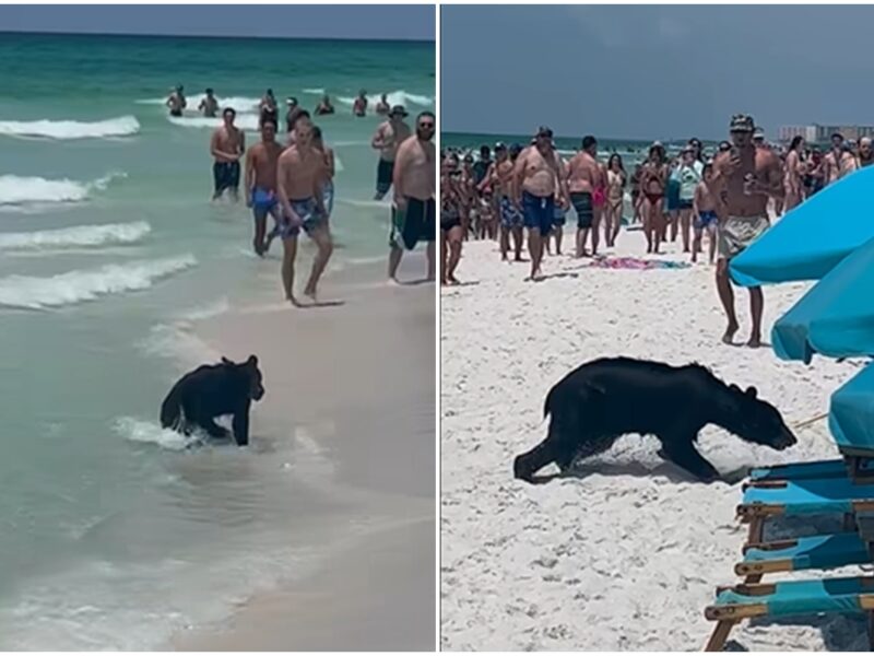 video urs surprins pe o plajă din florida - turiștii l-au filmat cum înota în ocean