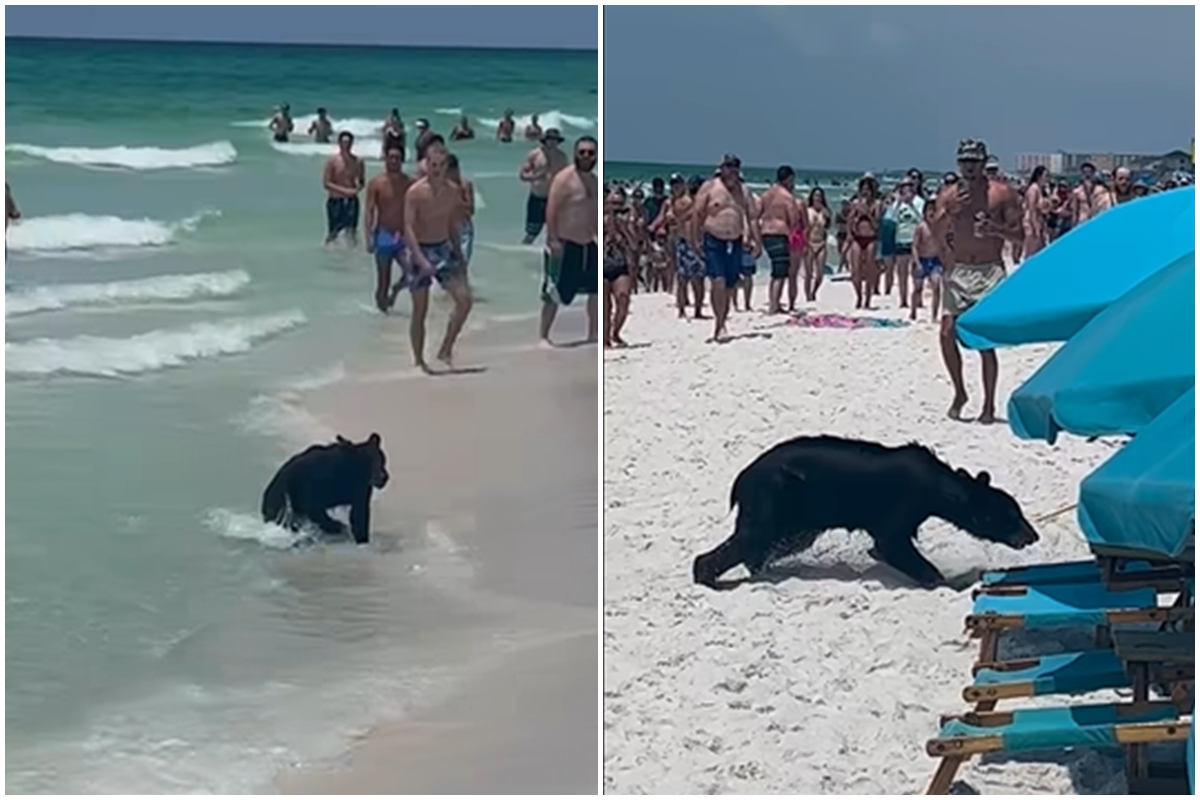 video urs surprins pe o plajă din florida - turiștii l-au filmat cum înota în ocean