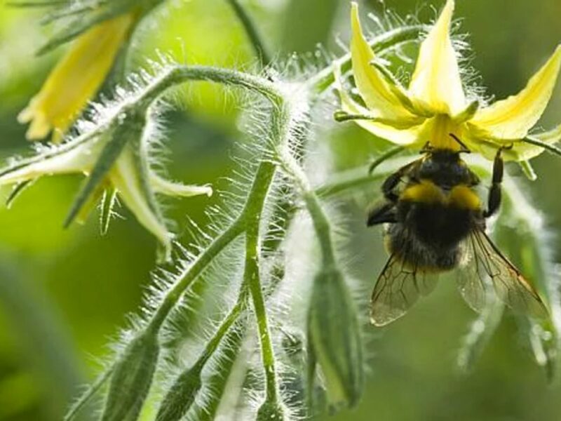 o nouă metodă de polenizare și-a făcut apariția în românia - se aduc bondari importați