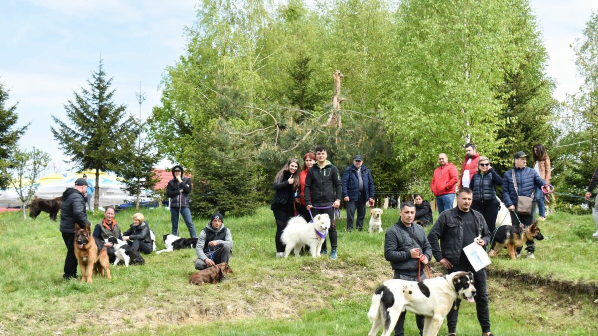 expoziție chinologică multirasă la sibiu - participanții se pot înscrie până în 20 iunie