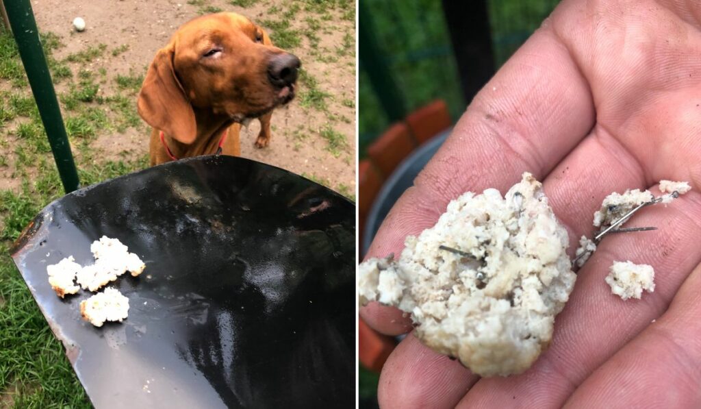 sibienii vor camere de supraveghere în parcurile de câini, după ce s-au găsit chiftele cu ace pe valea săpunului - zeci de oameni au semnat petiția