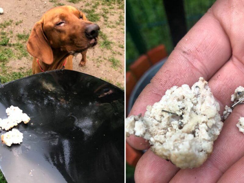 foto: o mână criminală vrea să ucidă câinii sibienilor - chiftele umplute cu ace, găsite la locul de joacă de pe valea săpunului