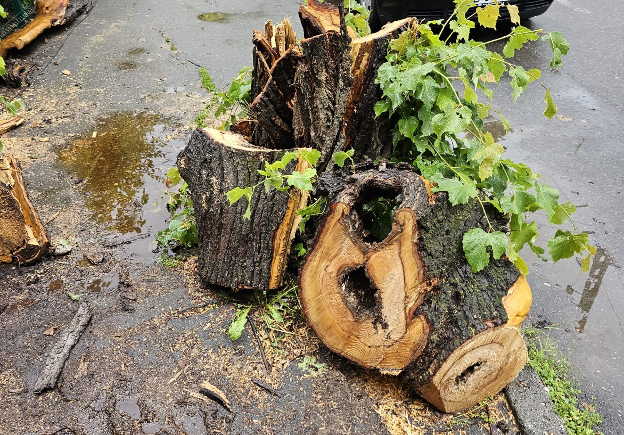 FOTO: Un copac a doborât mai multe cabluri în curtea unei sibience - „Poarta mea ține fibra optică de o săptămână”