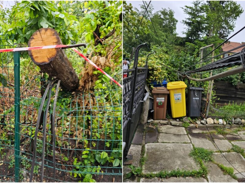 foto: un copac a doborât mai multe cabluri în curtea unei sibience - „poarta mea ține fibra optică de o săptămână”