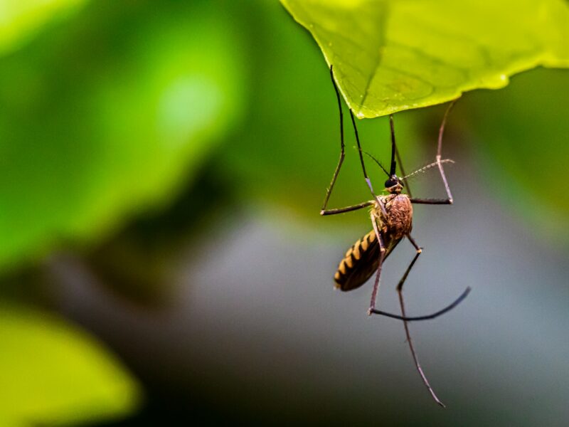 anunț lucrări de dezinsectie (combatere țânțari) în municipiului sibiu în perioada 19-23.06.2023