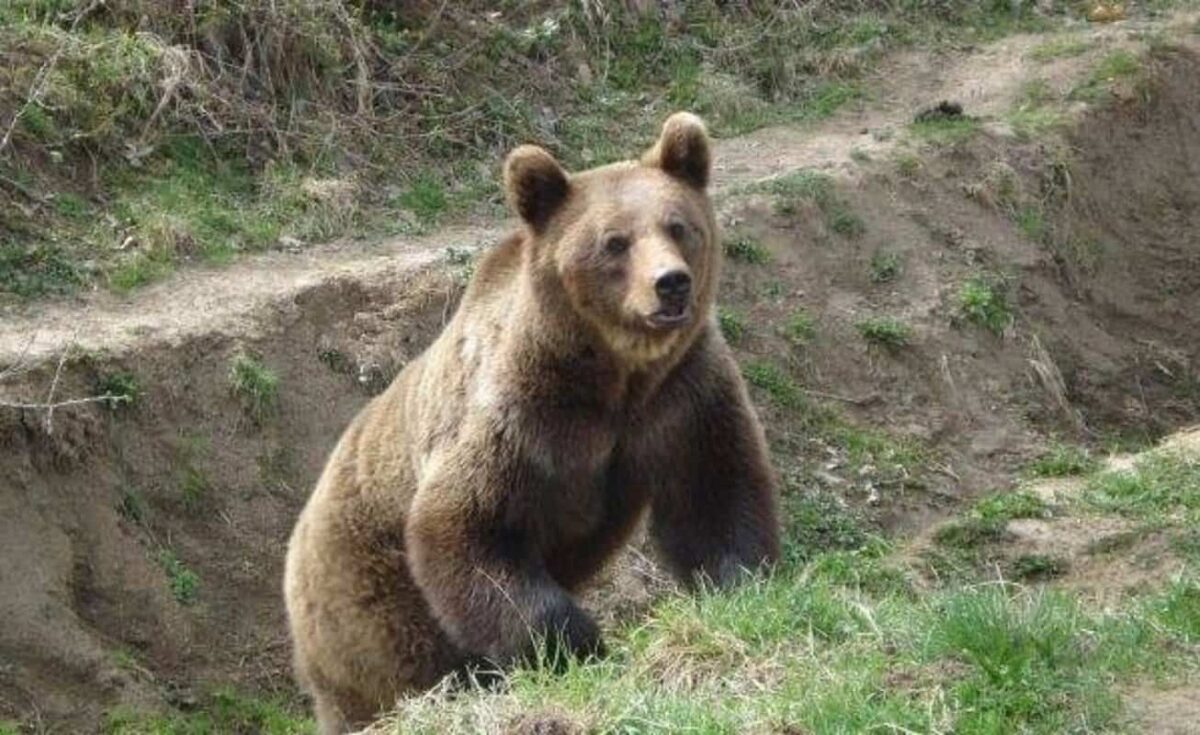 urs văzut în satul colun. locuitorii avertizați prin mesaje ro-alert