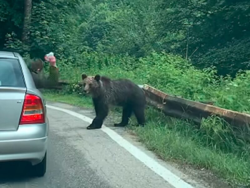 video imagini revoltătoare pe transfăgărășan - urs lovit cu o sticlă în cap de un turist