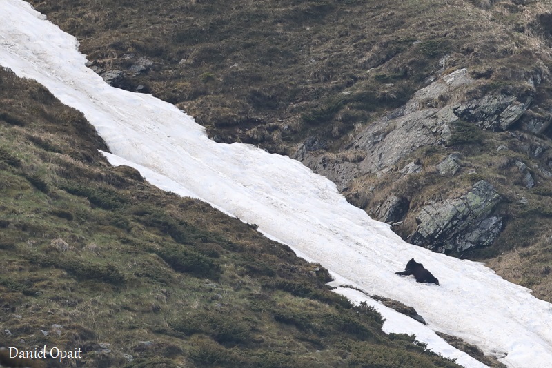 imagini inedite cu un urs în munții făgăraș - „se dă pe burtă, pe zăpadă”