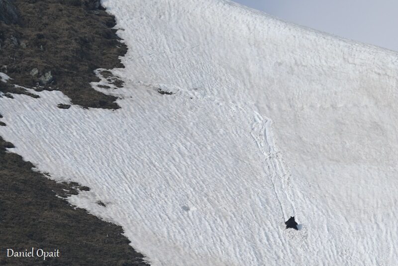 imagini inedite cu un urs în munții făgăraș - „se dă pe burtă, pe zăpadă”