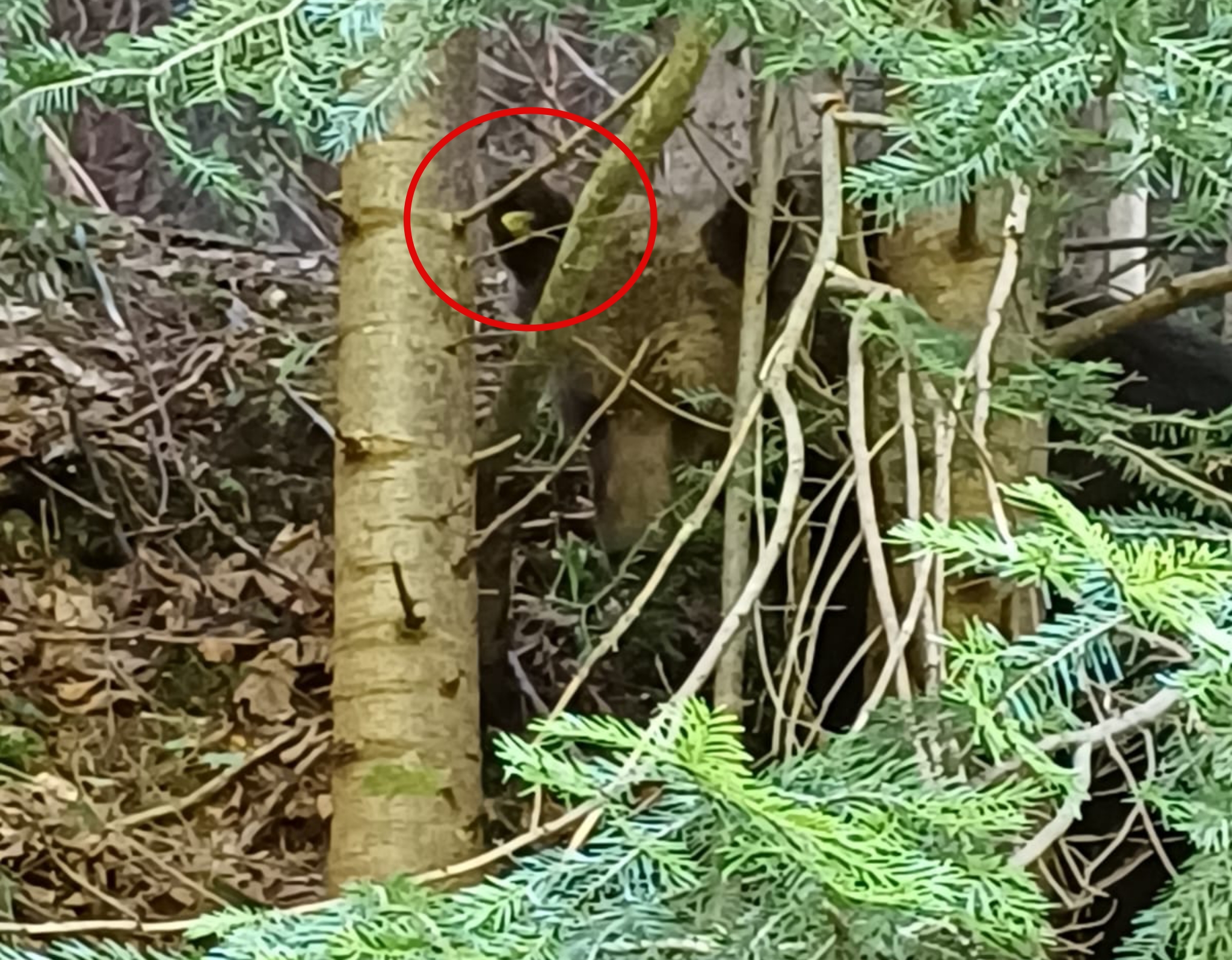 urs tranchilizat la porumbacu și relocat în pădure - primar: „este în stare bună, sperăm să se acomodeze acolo”