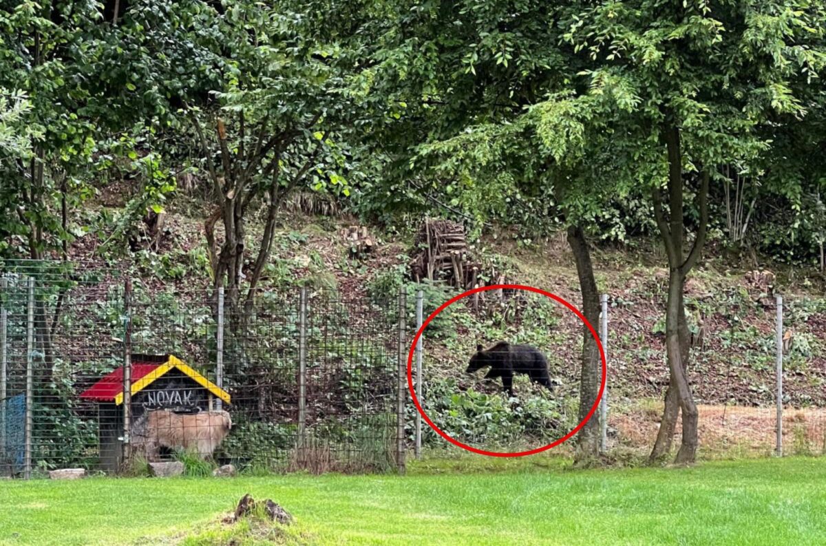 urs tranchilizat la porumbacu și relocat în pădure - primar: „este în stare bună, sperăm să se acomodeze acolo”