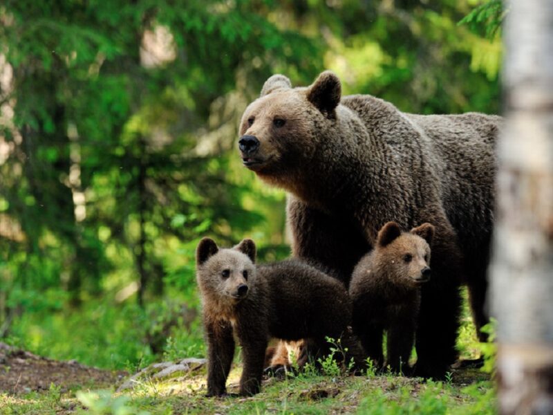 ursoaică cu pui văzută în zona păltinișului - salvamont: „recomandăm turiștilor să evite părăsirea potecilor marcate”