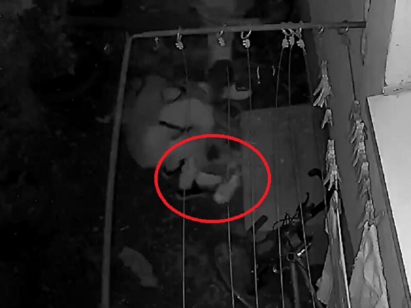 video sibian lăsat fără încălțăminte în broscărie - hoții i-au furat adidașii de la fereastră