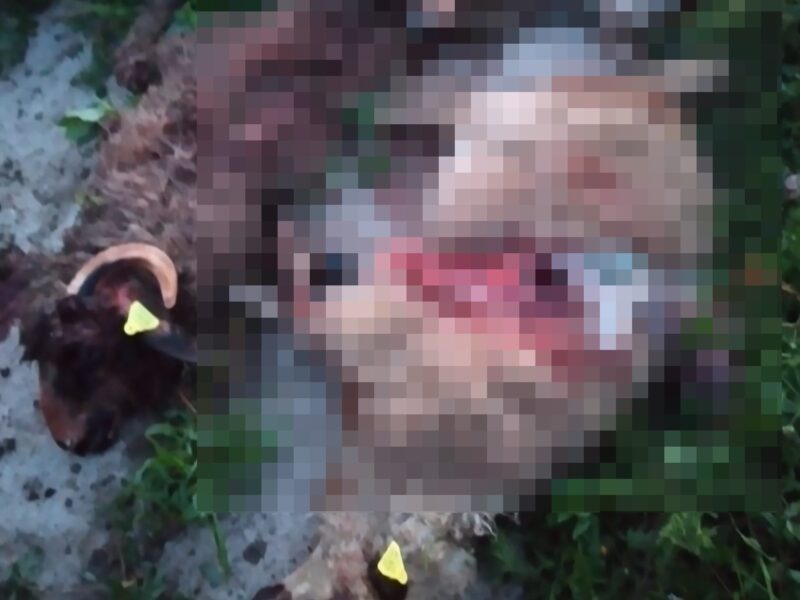 miei uciși de urs în satul șalcău - zilele trecute a mai omorât o oaie, din aceeași gospodărie