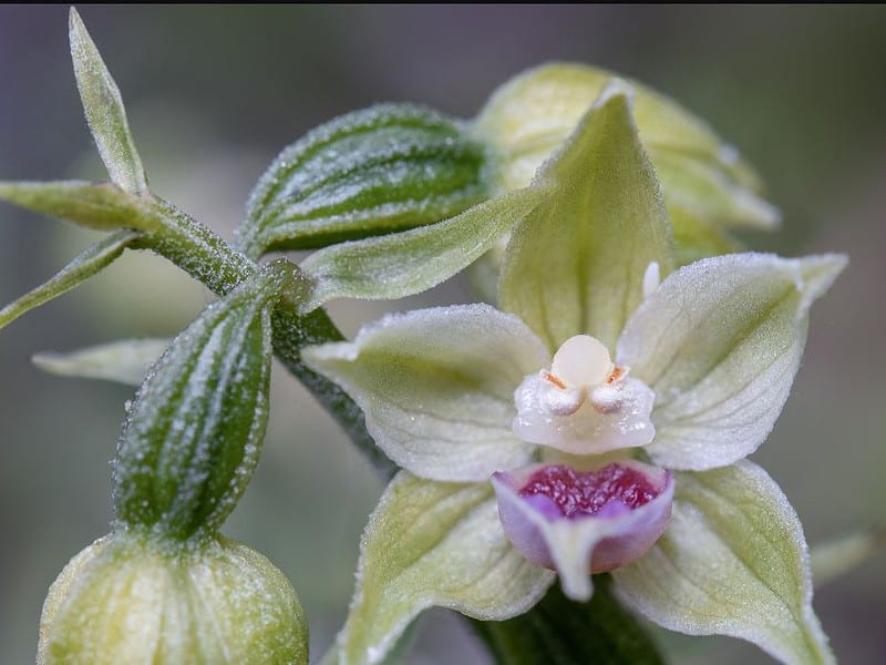 specie nouă de orhidee descoperită în munții din românia