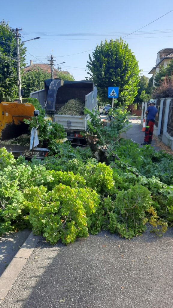 FOTO VIDEO Copaci tăiați pe strada Hochmeister, din Sibiu - Primăria spune că “exista riscul să se prăbușească”